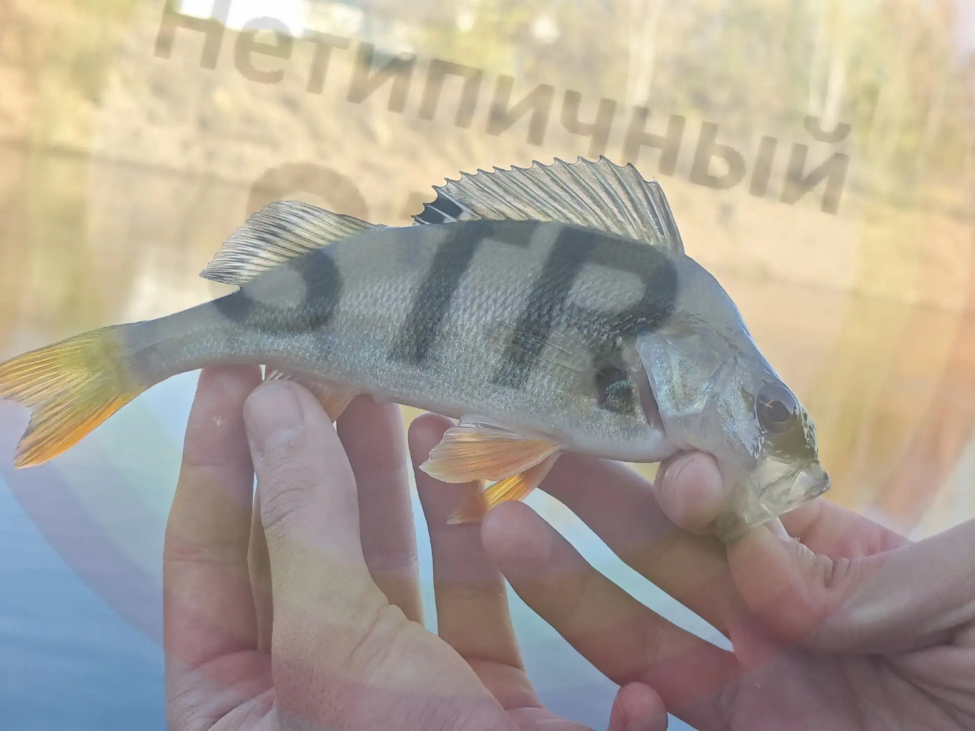 От подписчика: рыбалка на Ашкадаре в самом разгаре!🐟
