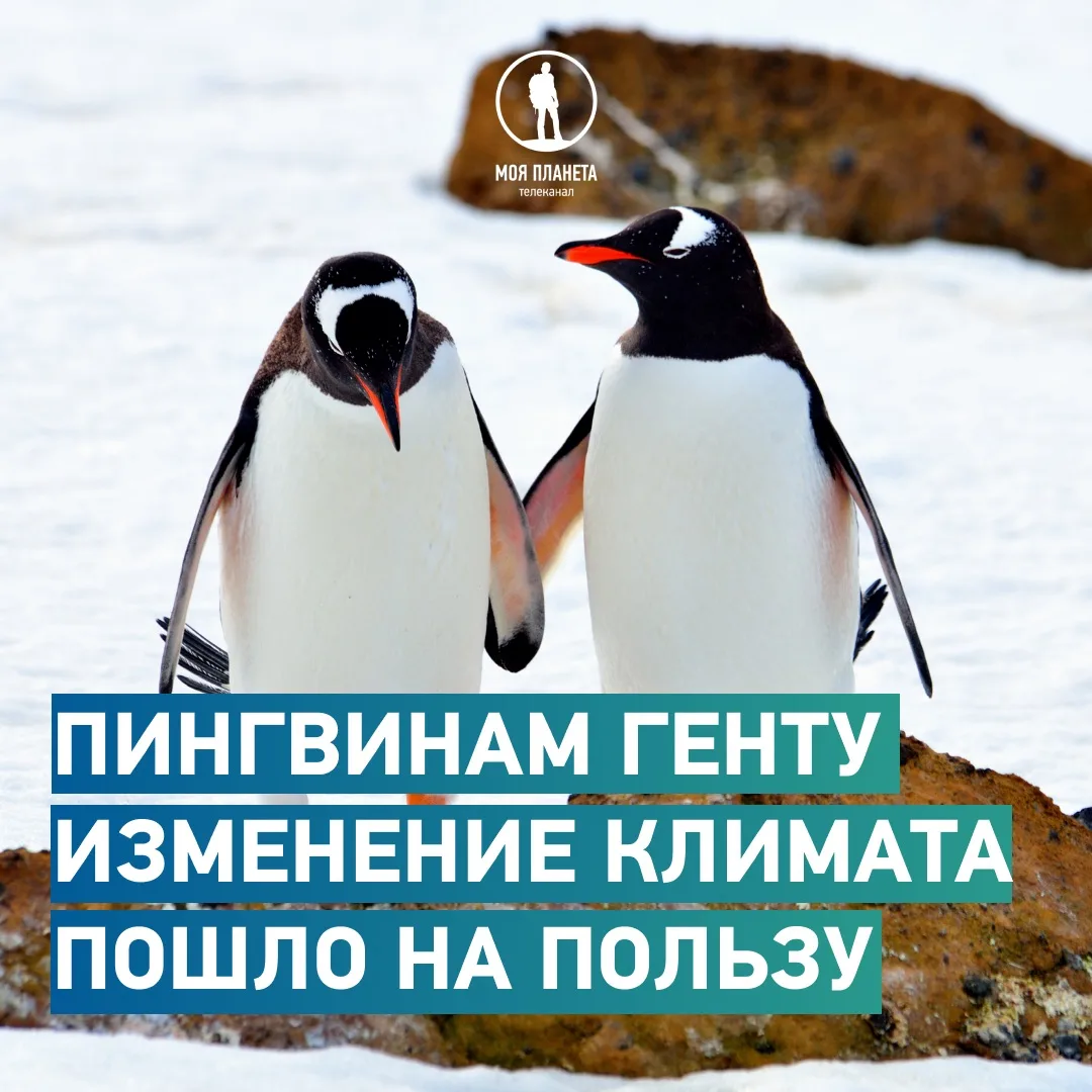 Хорошие новости за эту неделю от «Моей Планеты» 🙏🏼