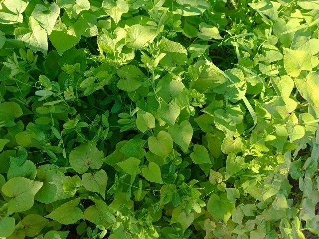 Не оставляйте грядки пустыми после уборки урожая! 🧅🧄🥔