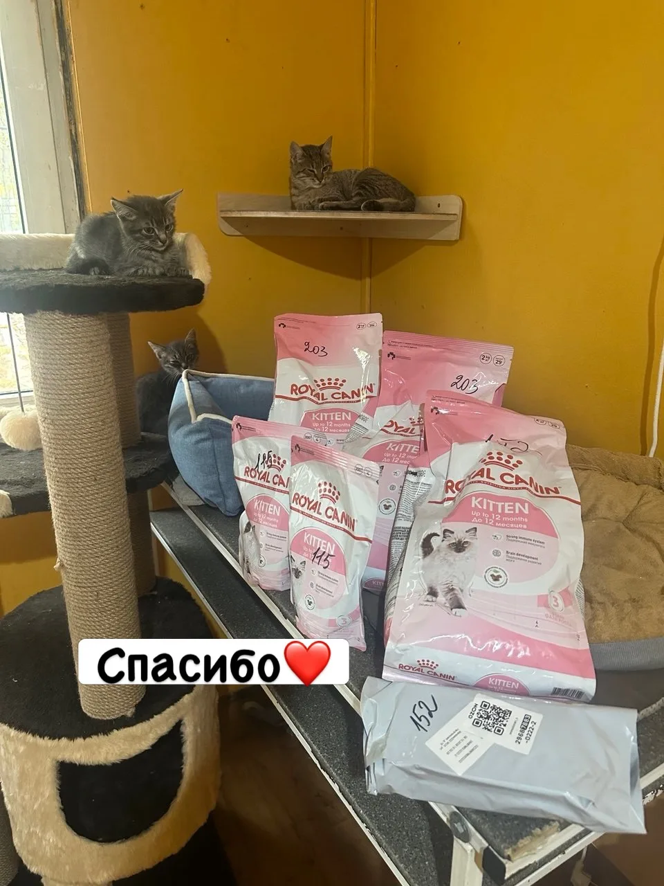 Дорогие друзья🐈 Огромное спасибо каждому за помощь котятам кормом❤