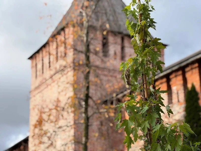 🌳 В Смоленске за октябрь высадили 63 дерева — клёны и липы.