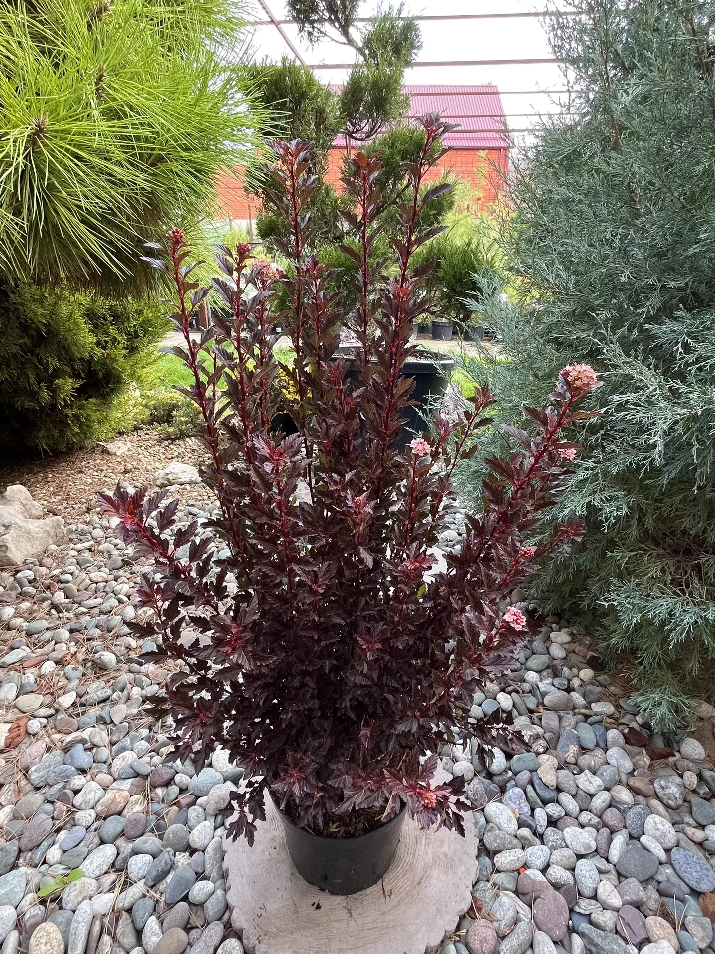 Пузыреплодник калинолистный Magical Sweet Cherry Tea!💜