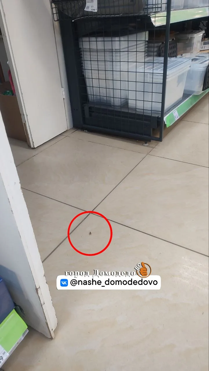 В Фикс прайсе на Дачной, видимо, появился новый, усатый заведующий зала. Встречает гост...