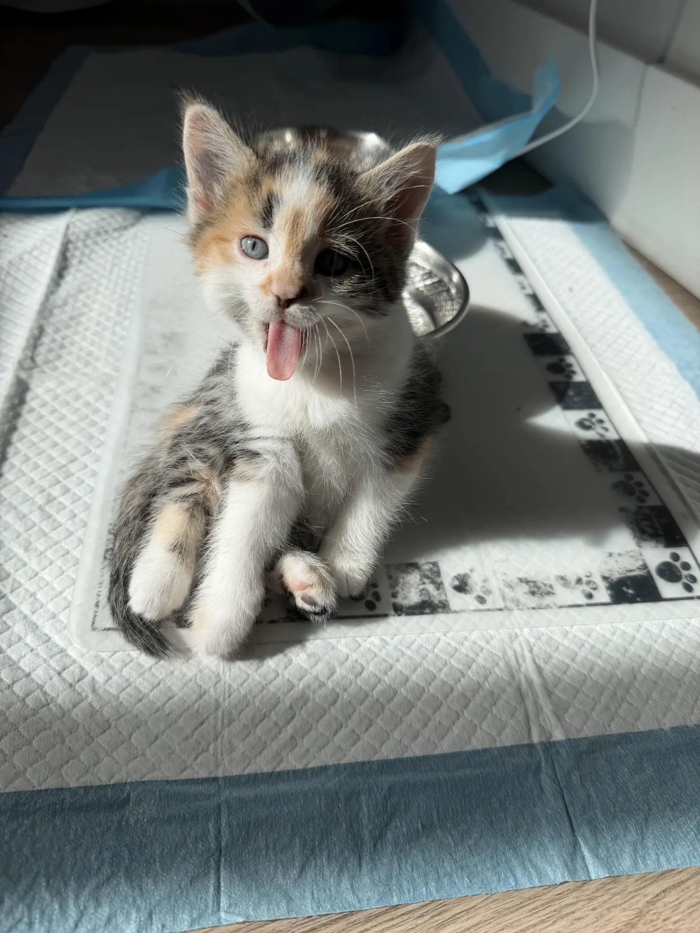 Умывается 😸😋