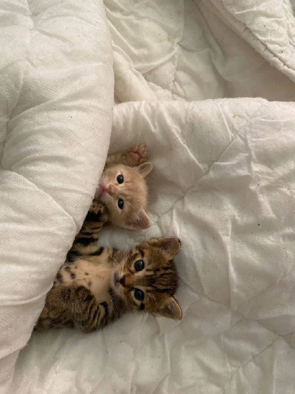 🐈 В среднем кошки тратят две трети своей жизни на сон