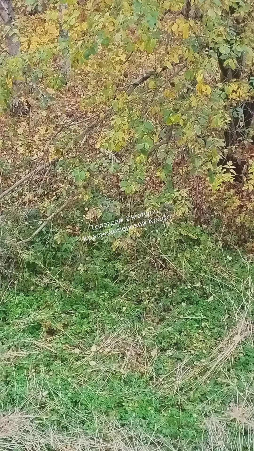 🌳 На Дачной ветер повалил деревья