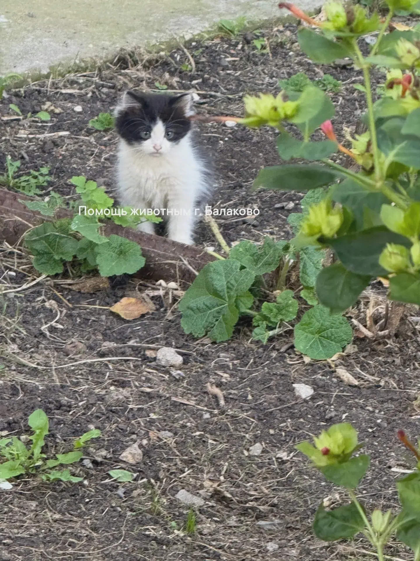 Четыре котёнка ждут хозяев 🐾