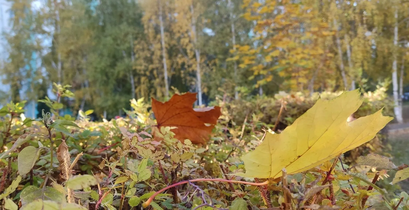 ☀🍂☀Октябрь еще порадует Оренбуржье тёплыми деньками