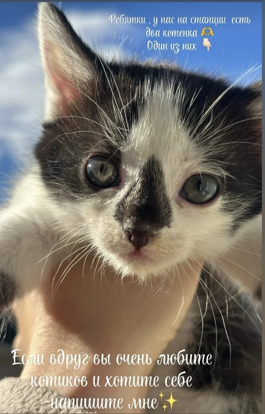 Ваш новый лучший друг ждет вас! 🐾