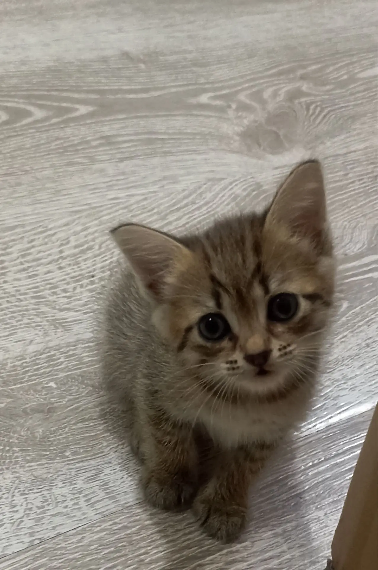 Пристраиваются котята, в добрые руки 😊родились 03.08. , приучены к лотку, в еде не при...