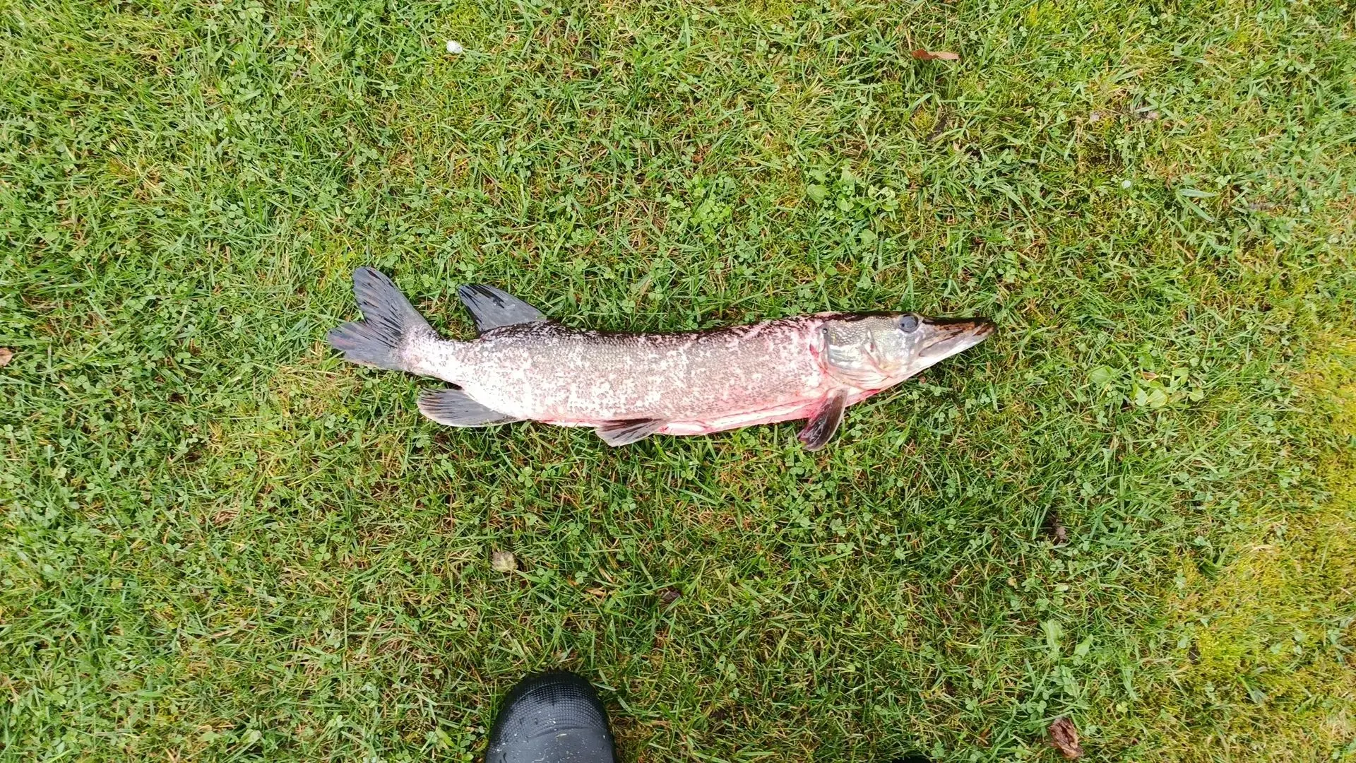 Ещё и рыба 🐟🎣