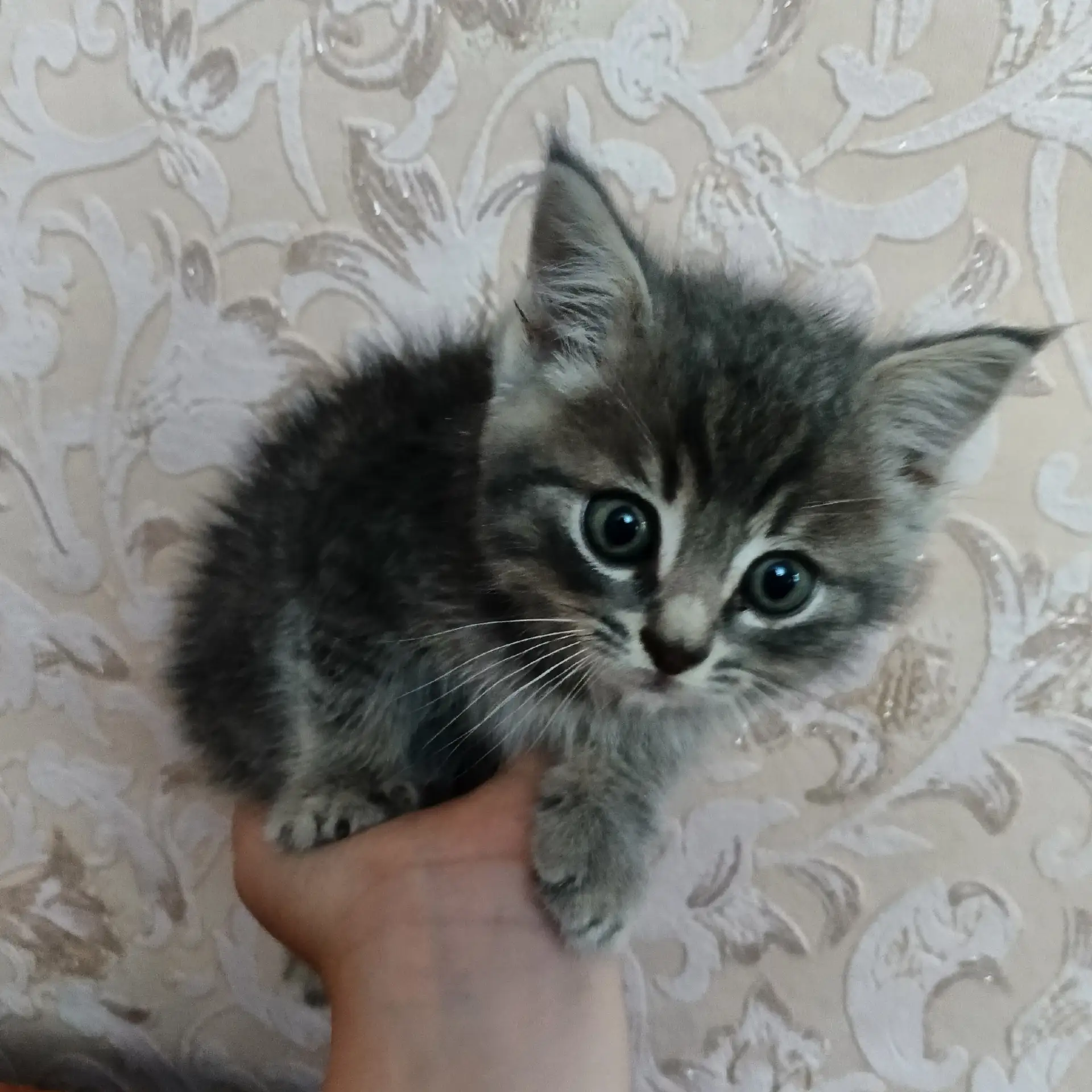 Потерялся котёнок, серого однотонного окраса с оранжевым ошейником. В районе улицы Мета...