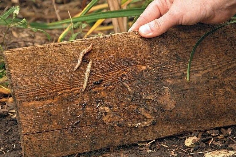 🐌 БОРЬБА СО СЛИЗНЯМИ ОСЕНЬЮ: ПОЧЕМУ СЕЙЧАС — САМОЕ ВРЕМЯ И ЧТО ДЕЛАТЬ