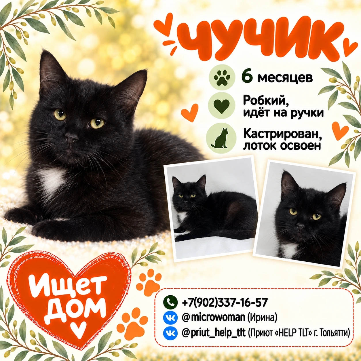 🐱 Друзья, этот маленький джентльмен в чёрной шубке с белым галстучком - Чучик. Ему все...