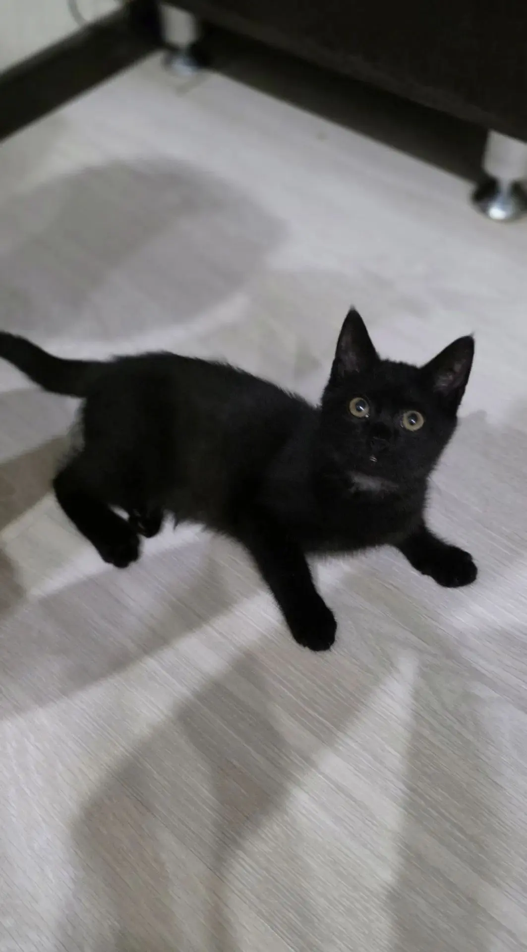 Кошечке нужен дом!