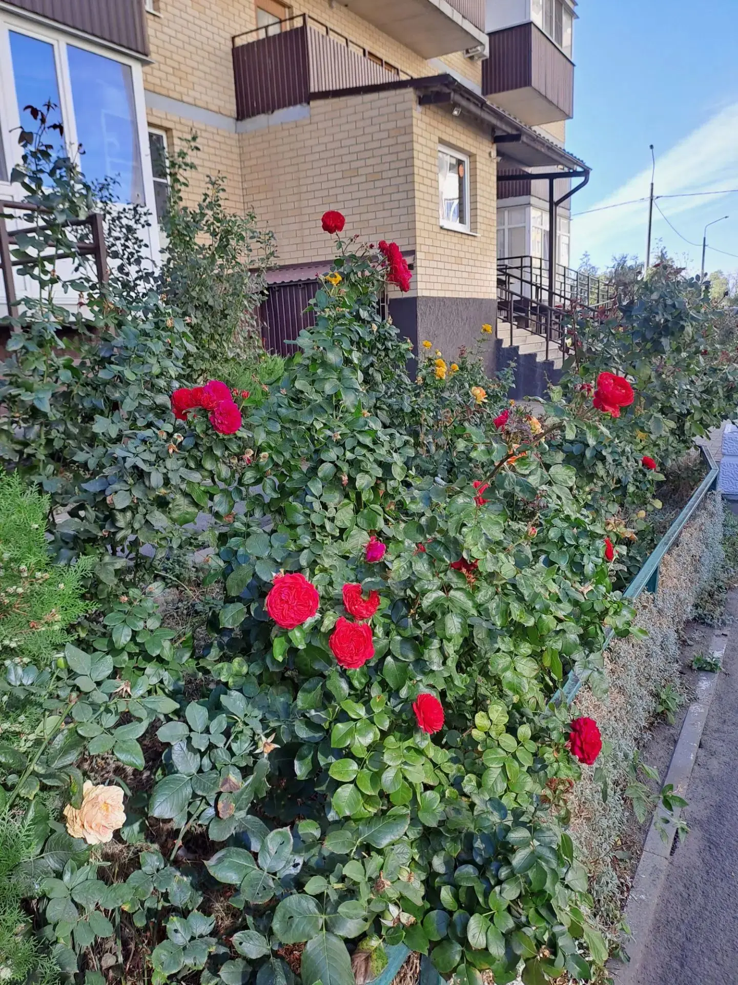 Любуемся последними осенними цветами! 🍂