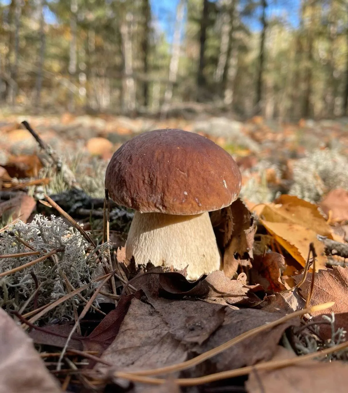 🍄‍🟫 Грибной сезон в Сочи продолжается