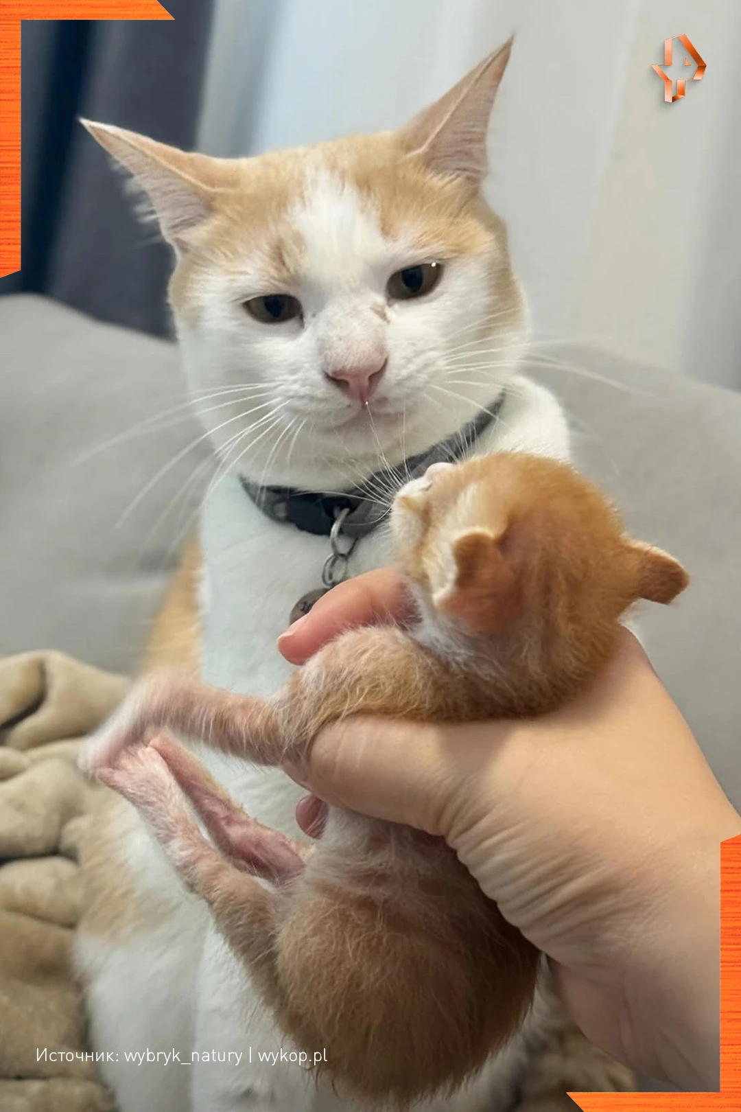 😸Отцы и дети: драма в четырёх актах.