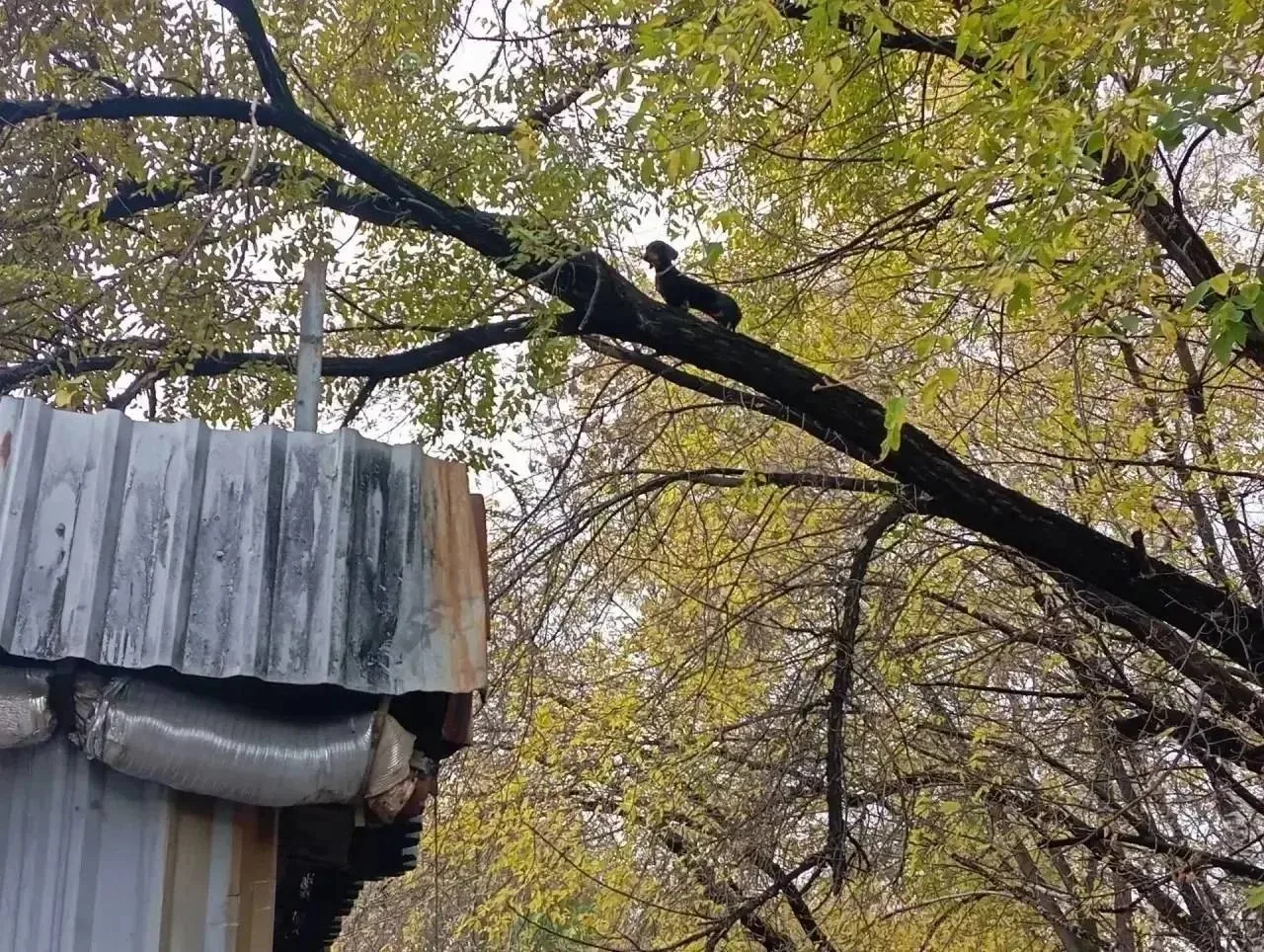 В Новокузнецке такса застряла на высоком дереве. Самостоятельно спуститься животное не ...