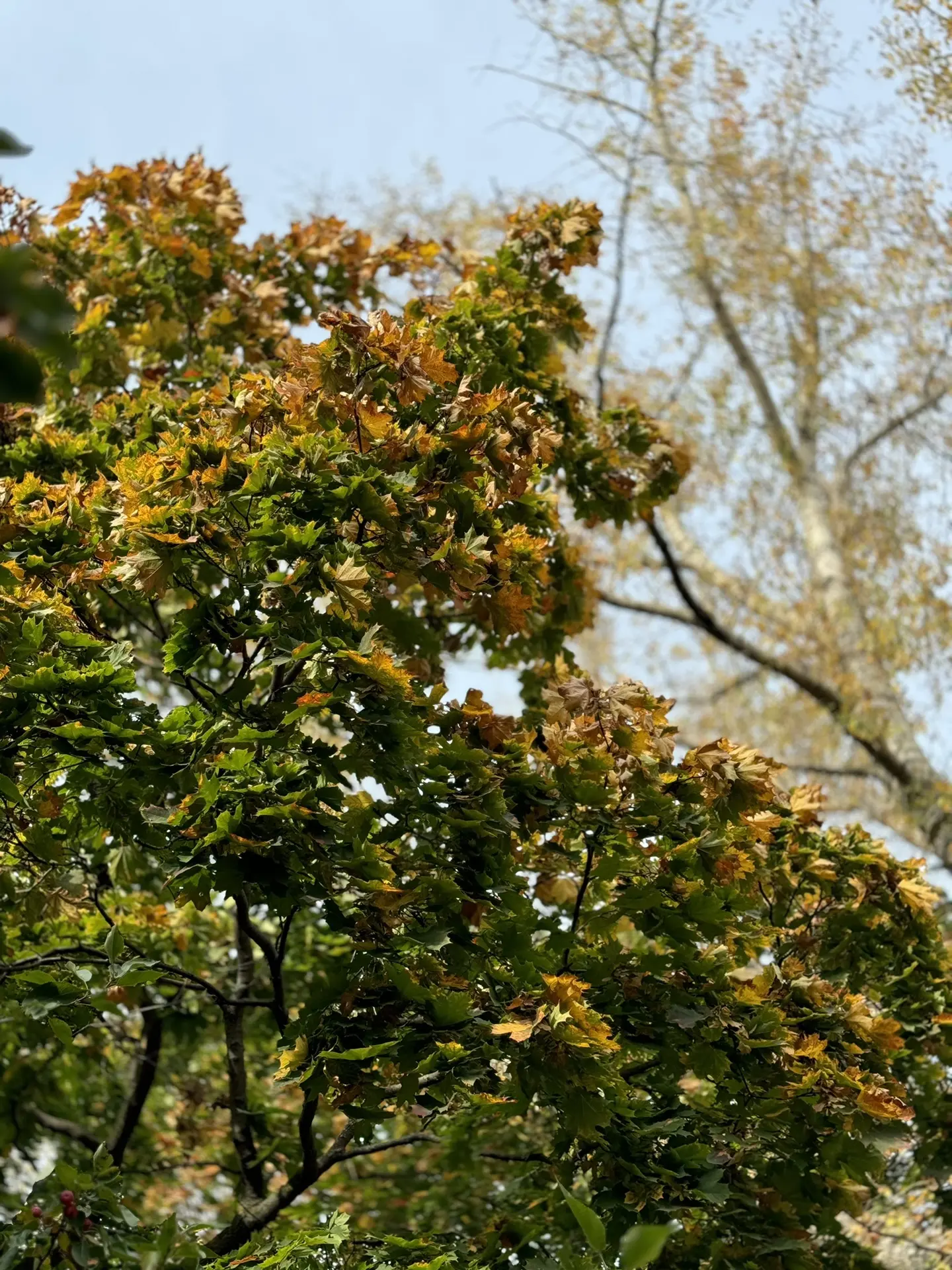 🍂Есть короткие периоды в году, когда Владимирский сад становится невероятно красивым.