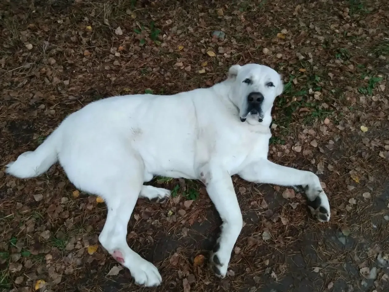 🐕 Найден алабай – срочно ищем хозяев!