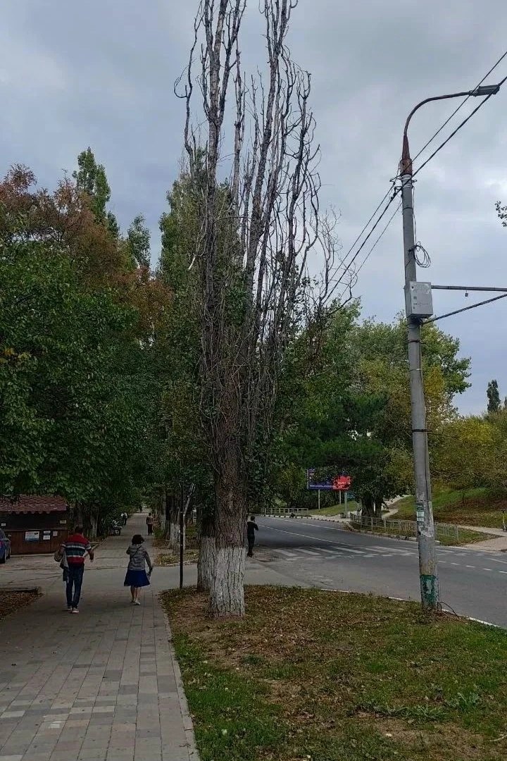 💬 Добрый день. 9 октября я сообщила о сухой ветке, которая лежит на проводах. Сегодня ...