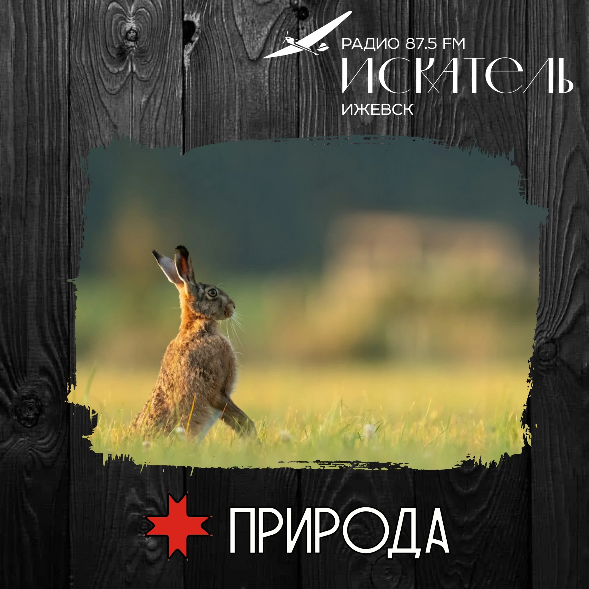 🐇 Беляк и русак: два зайца, которые не встречаются