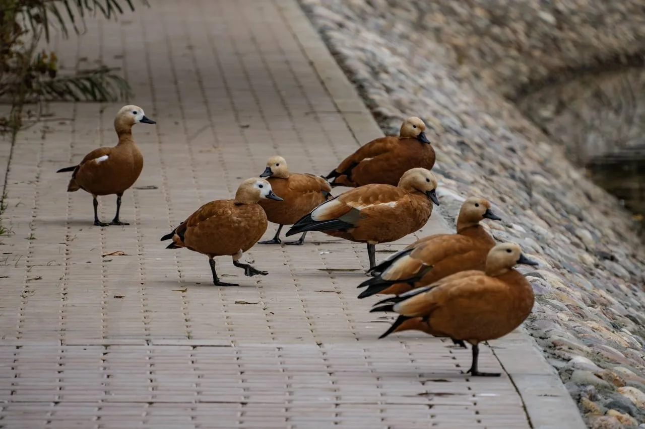 🦆 На Люблинском пруду плавают молодые чомги