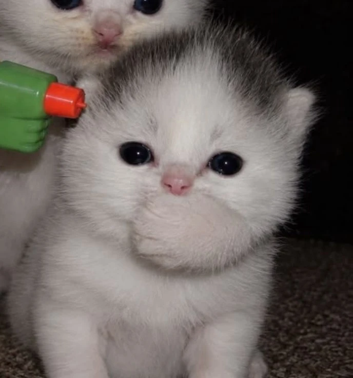 #коты