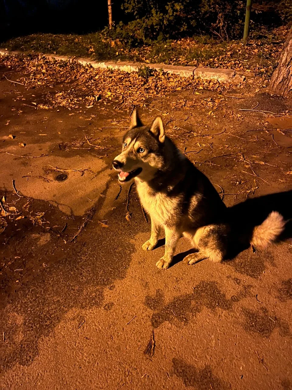 Бегает по городу, на вид домашний. Вышел из двора по Гагарина 6, пошел за нами до «косм...