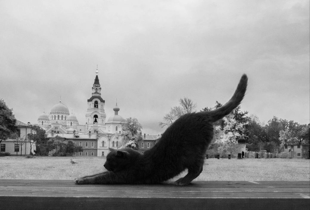 📖 Кошачий хутор на Валааме: как петербурженка спасает котов в монастыре