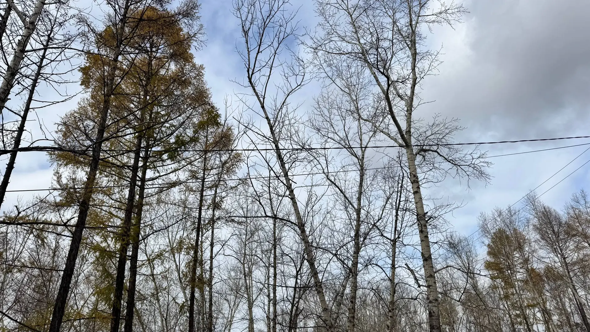 Погода в Вихоревке 14 октября 🍁