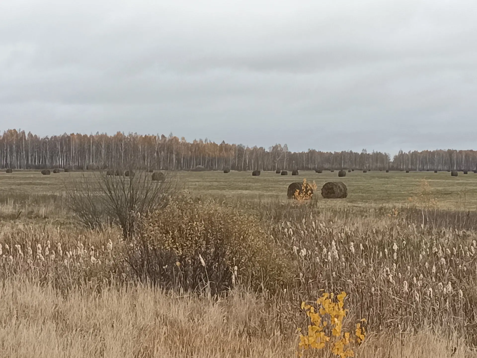 Утро в Сибири. На полях рулоны сена.