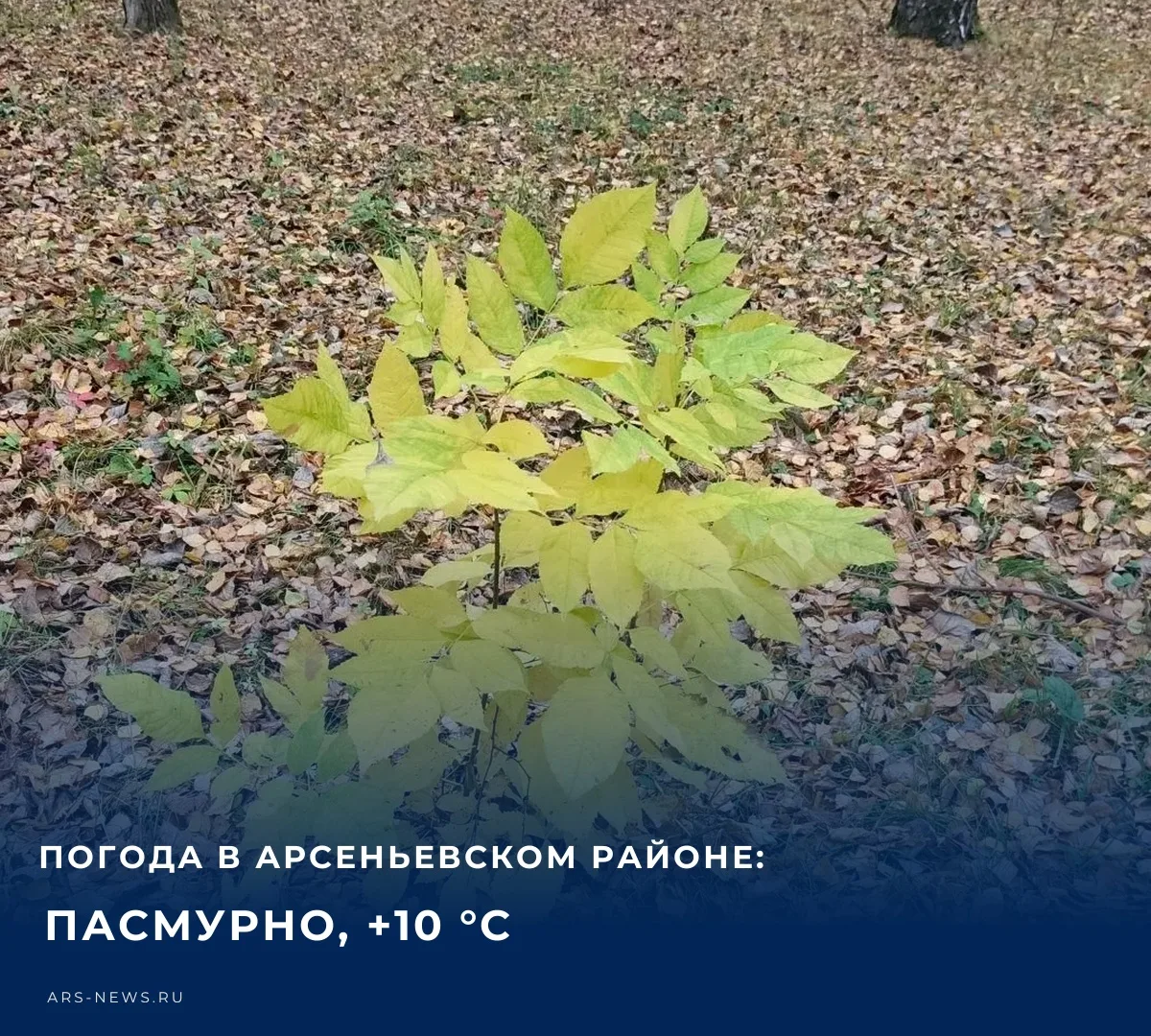 🌤️ Сегодня, 15 октября, в Арсеньевском районе ожидается переменная облачность, дождь. ...