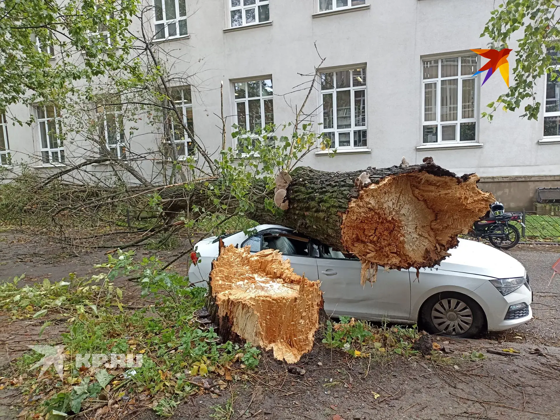 На Университетской дерево упало на машину, водитель выжил