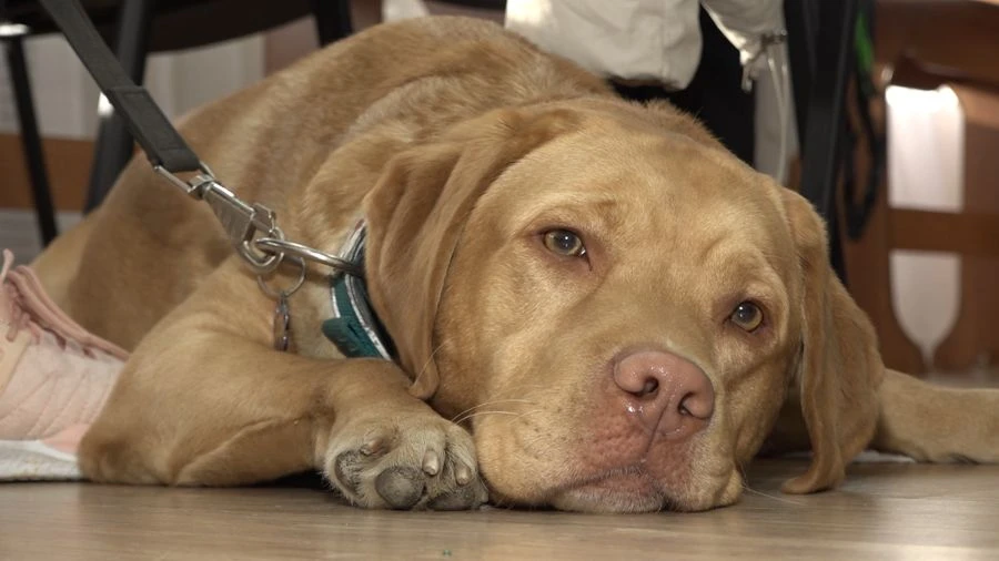 💸🐕‍🦺 18 ярославцев получают компенсацию на содержание собак-проводников