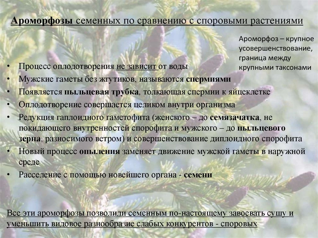 Ароморфозы семенных растений в сравнении со споровыми