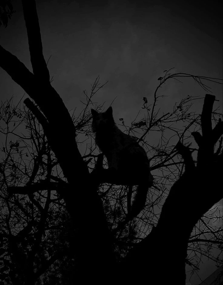 🩶🖤Темнота🖤🩶