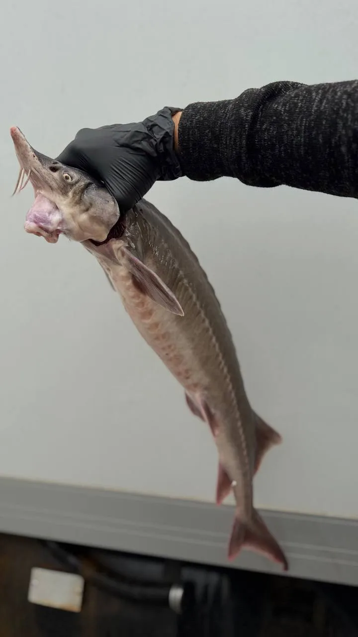 🐟 ОСТРОНОСЫЕ ТОЖЕ ПОДЪЕХАЛИ 😅!