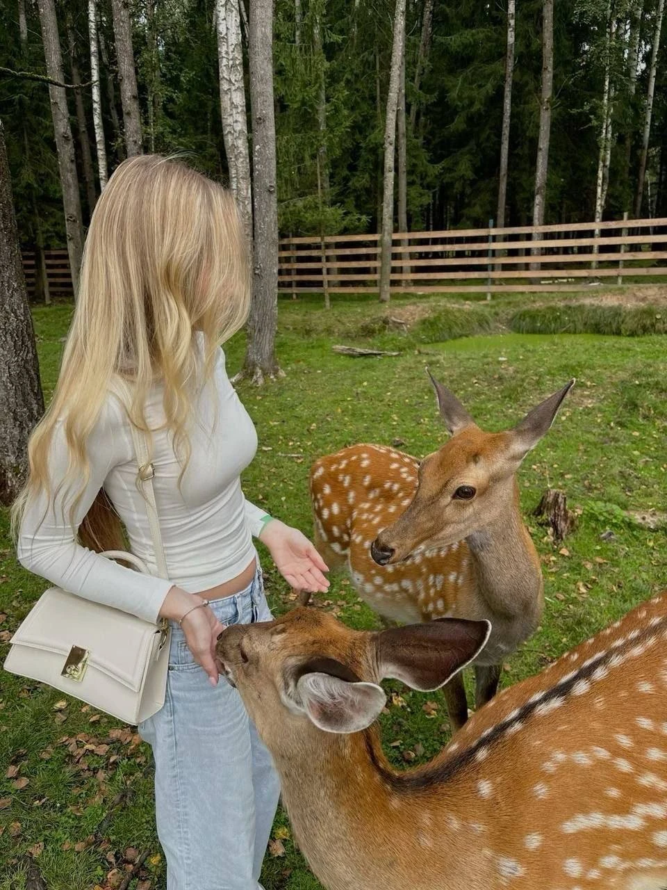 🦌 Погулять с оленями бесплатно можно в Ораниенбауме