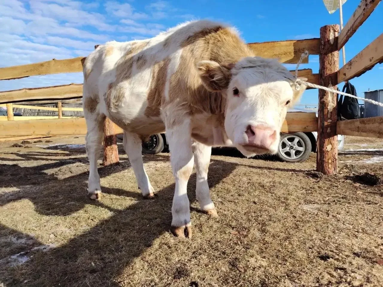 🐄👩🏻‍🌾В Мэндигинской СОШ имени П.И. Караканова Амгинского улуса  открылась учебно-пр...