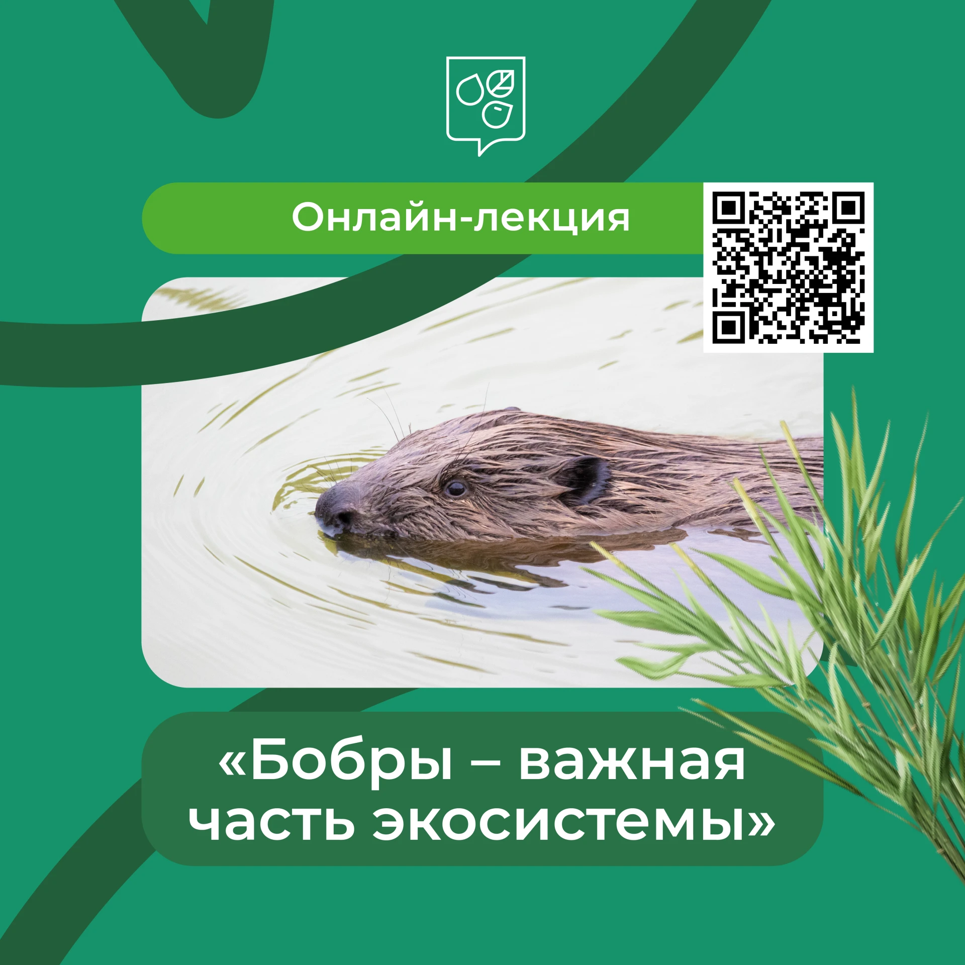 🦫 Встречаем День бобра с пользой: лекция об «инженерах» природы