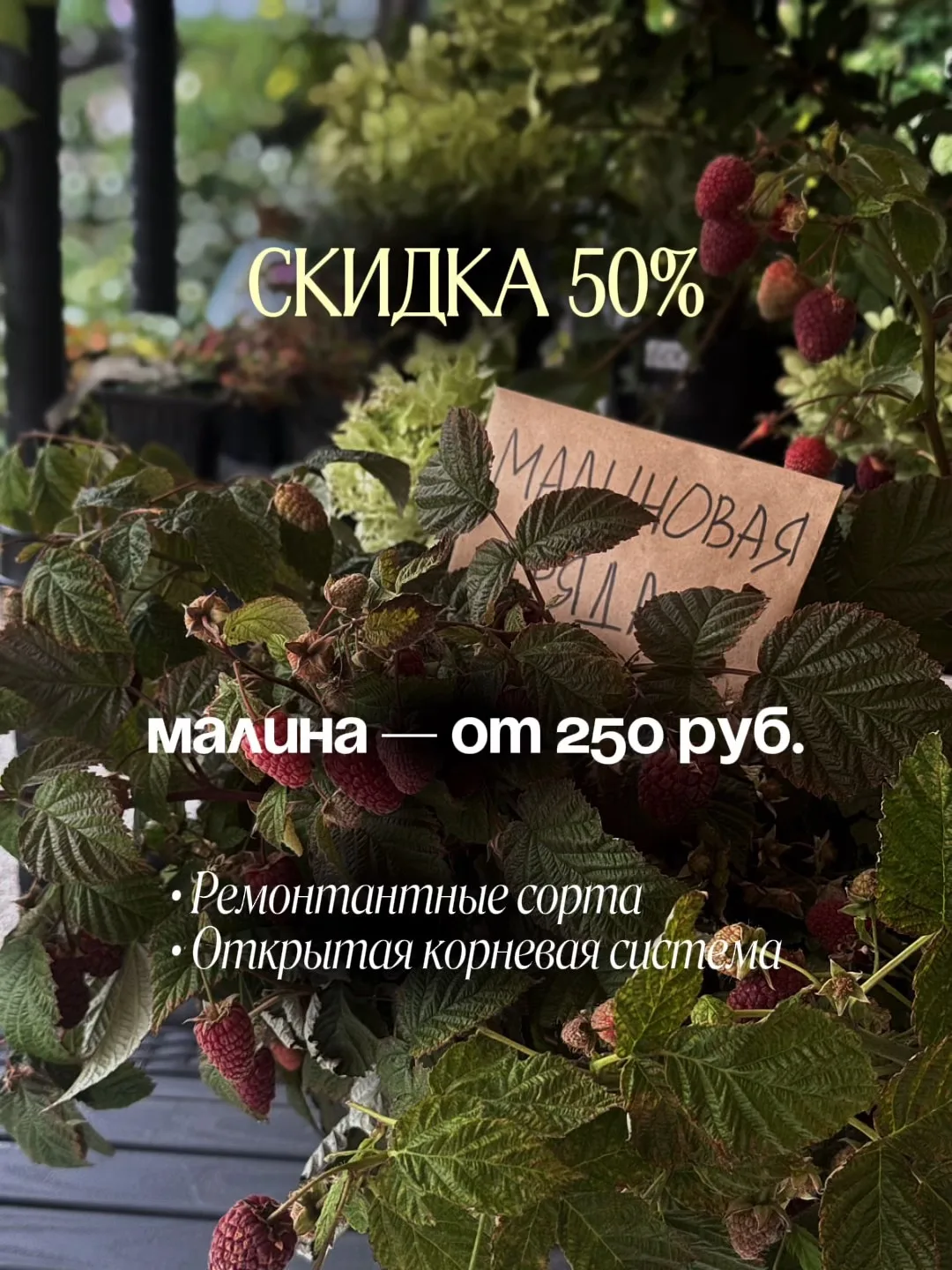 🍓 Малина по 250 ₽ — скидка 50%!