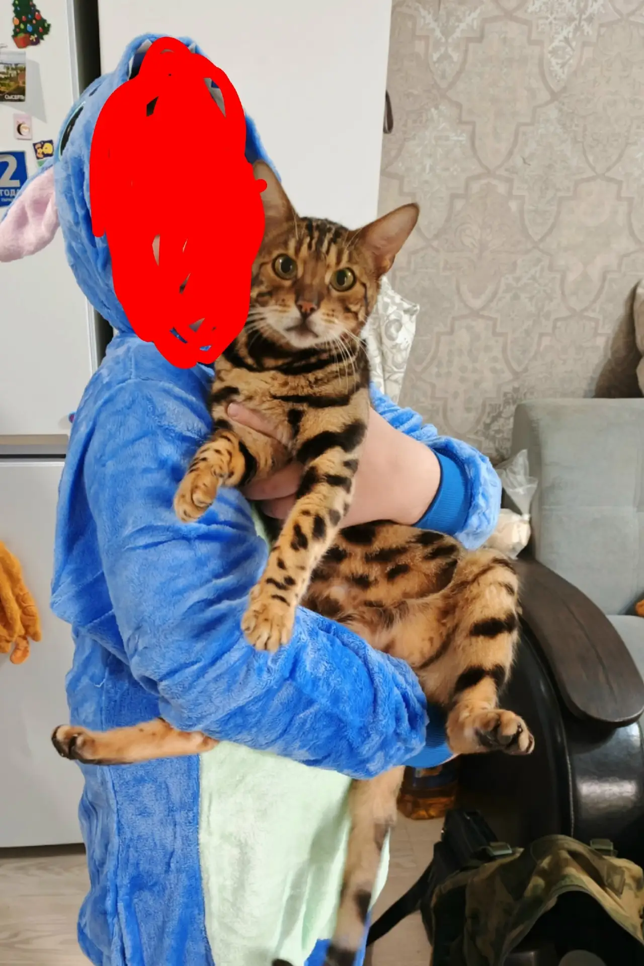 Здравствуйте. В СНТ Черёмушки с 10.10.2026 пропали 2 кота бенгала, может кто-то подумал...