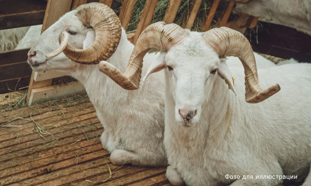 🤩 Житель Ставрополья пытался откупиться от полицейских... двумя баранами.