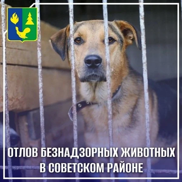 🐾На территории Советского района отлов животных без владельцев осуществляется Регионал...