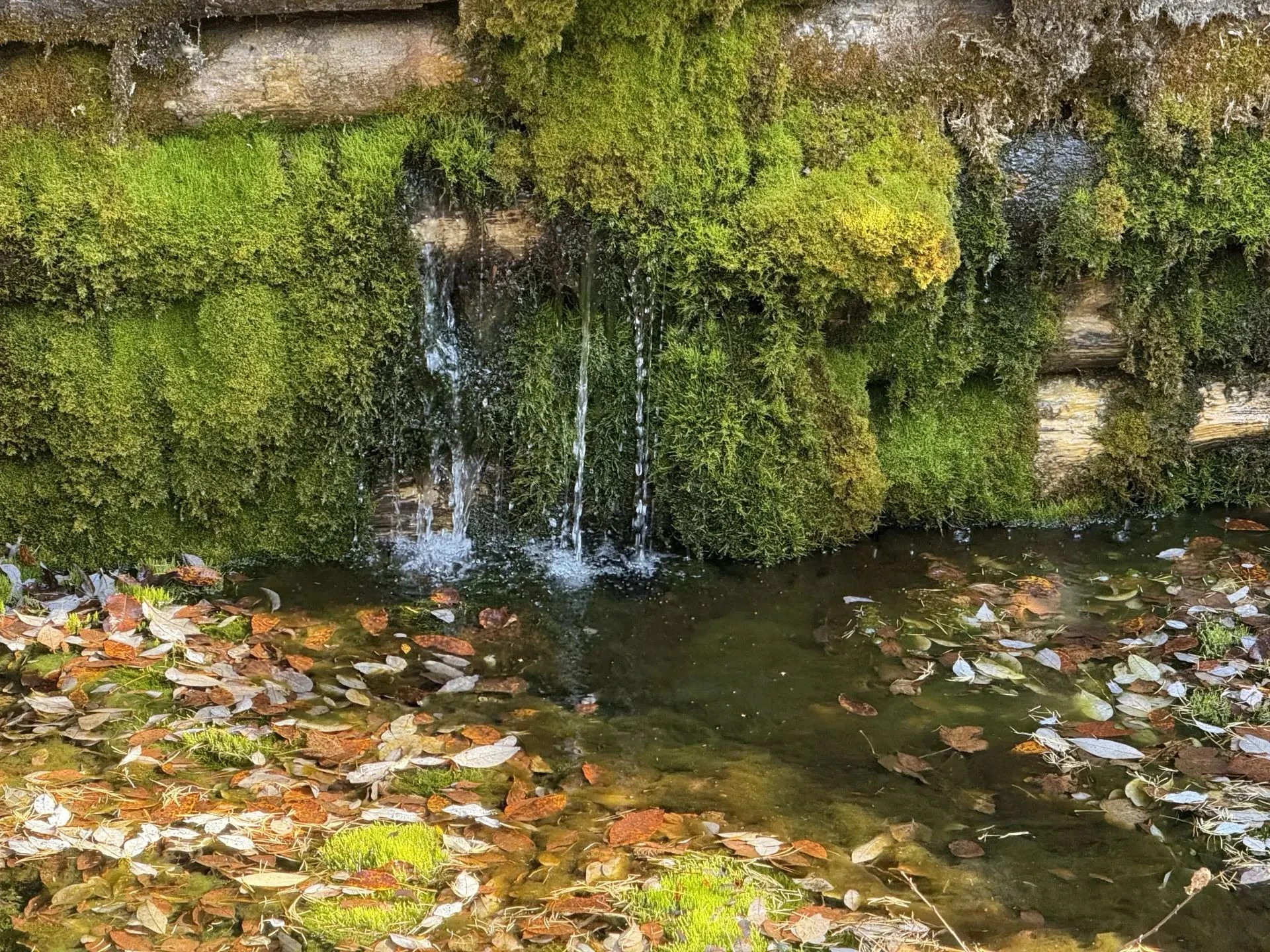 Как мы искали лесные родники и отпугивали медведей💧