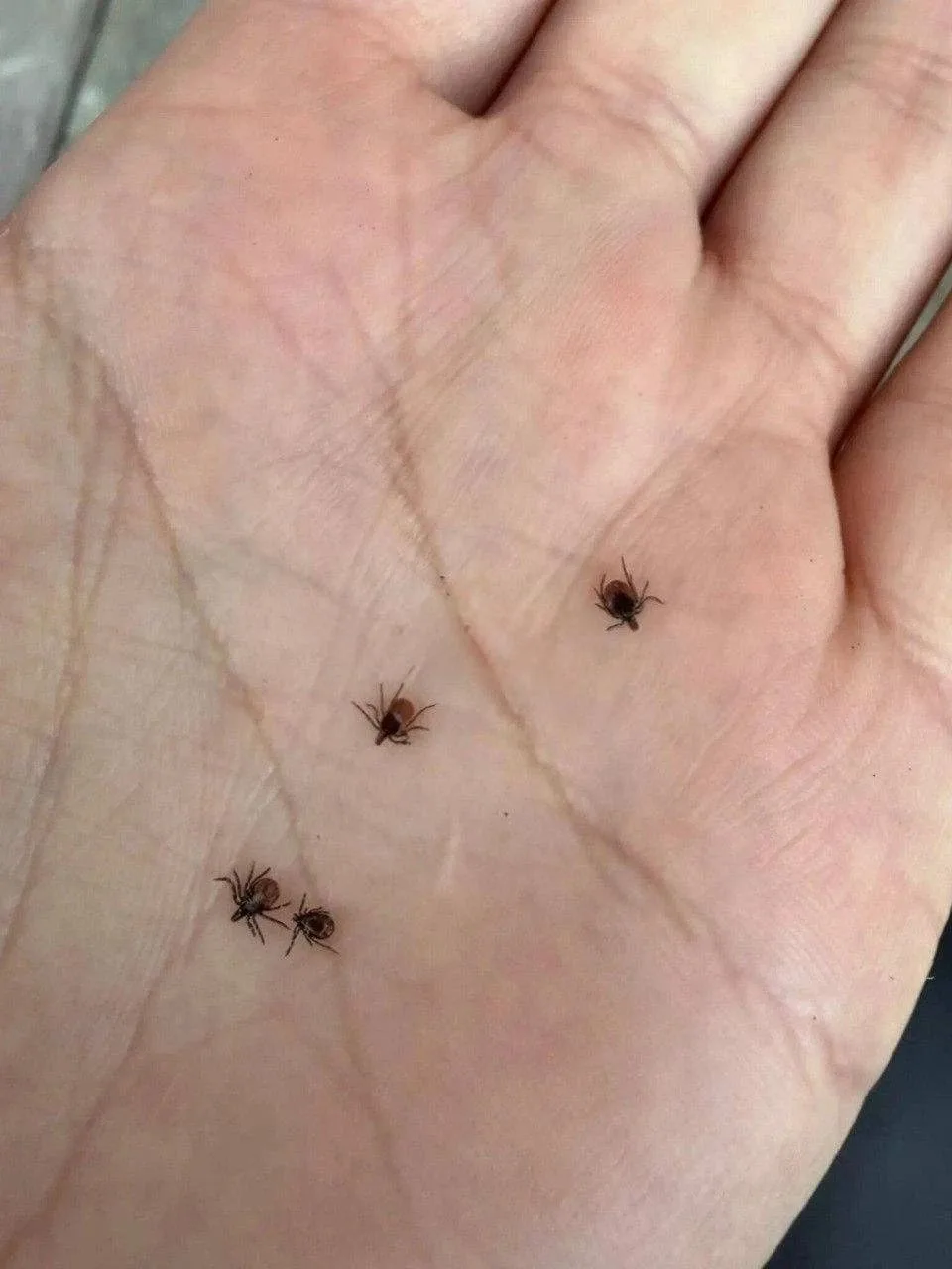 🤯 Похолодание в Москве усыпило бабочек, но активизировало клещей.