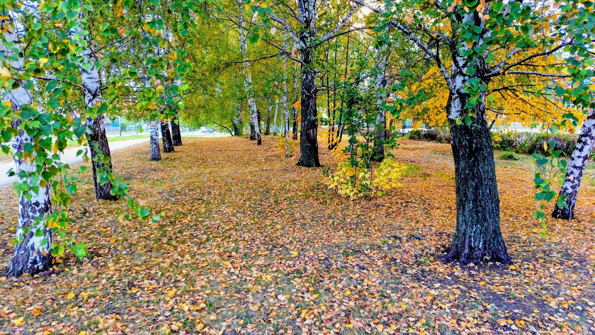 🍁 «Осенняя пора — очей очарование...»