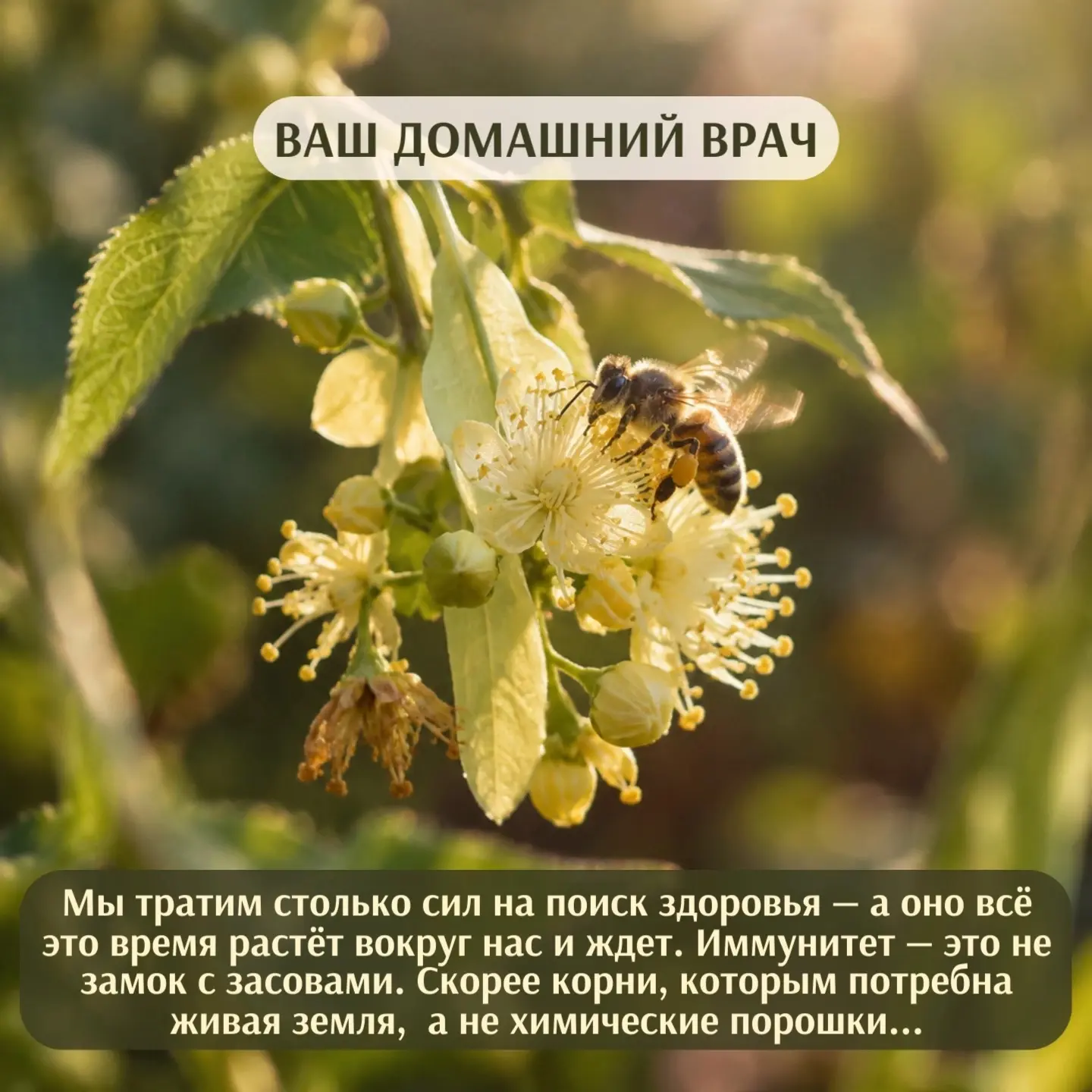 Мои любимые травки для иммунитета и 5 разных направлений для их применения 👇🏻